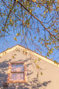 trees over house