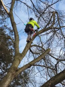 tree branches damaging roof