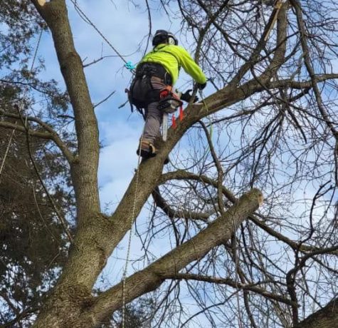 tree branches damaging roof