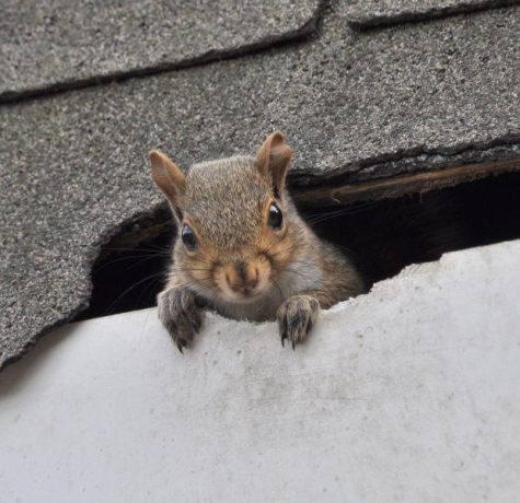 Animal roof damage caused by a squirrel near residential roof shingles