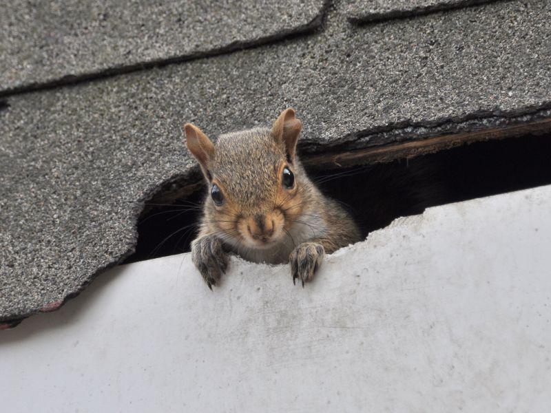 Animal roof damage caused by a squirrel near residential roof shingles